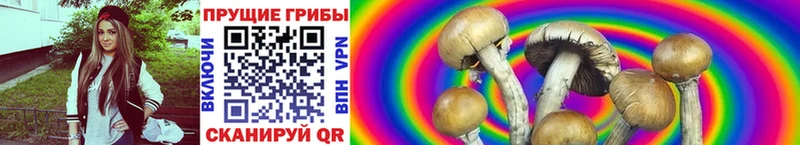 Галлюциногенные грибы ЛСД  Куртамыш 
